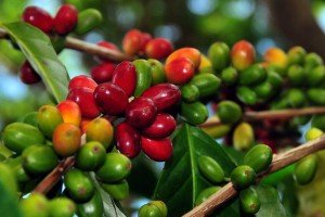 Kopi Arabika Gayo (Ashaf | Lintas Gayo)