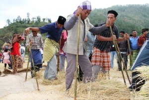 Mujik, proses pemisahan butir-butir padi dari jerami. (Lintas Gayo | Kha A Zaghlul)