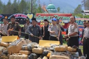 Kapolda Aceh beserta Bupati Ibnu Hasim dan Muspida Gayo Lues saat membakar barang Bukti Ganja (Foto :Azhari lubis )