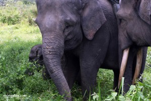 gajah sumatra di Gayo