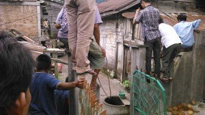 menyelamatkan diri dari amukan kerbau (Foto/Nurul Huda)